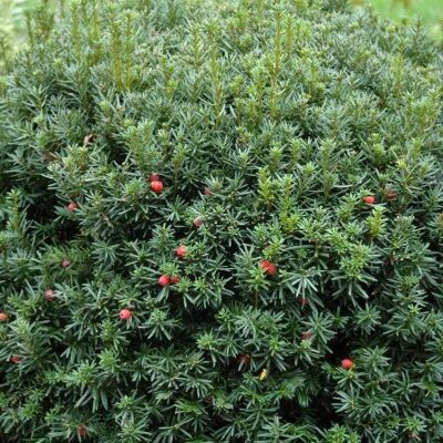 Тис ягодный/Taxus baccata