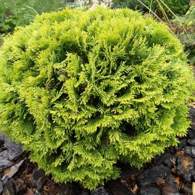 Туя /Thuja