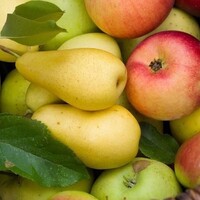 Новое поступление плодовых деревьев и кустарников
