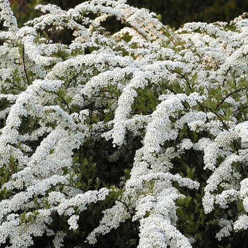 Спирея острозазубренная/Spiraea x arguta 30-40 С2