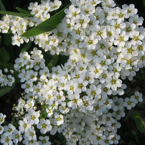 Спирея серая Grefsheim/Spiraea х cinerea Grefsheim 140-160 С15