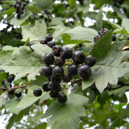 Боярышник черный/Crataegus nigra
