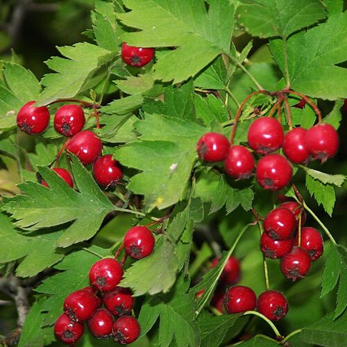 Боярышник кроваво-красный/Crataеgus sanguinea С3