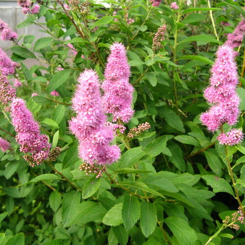 Спирея иволистная/Spiraea salicifolia 30-40 С3