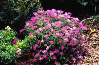 Спирея японская Неон Флэш/Spiraea japonica Neon Flash 20-25 C3