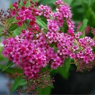 Спирея японская Зигунерблют/Spiraea japonica Zigeunerblut 20-40 С3