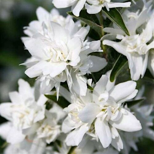 Чубушник венечный Комсомолец/Philadelphus coronarius Komsomoletz 30-40 С3
