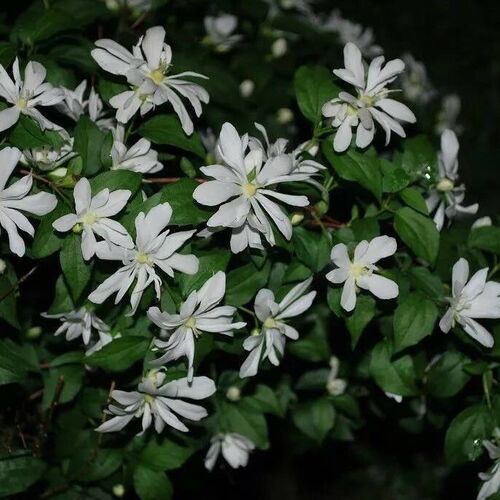 Чубушник венечный Ромашка/Philadelphus coronarius Romashka 30-40 С3
