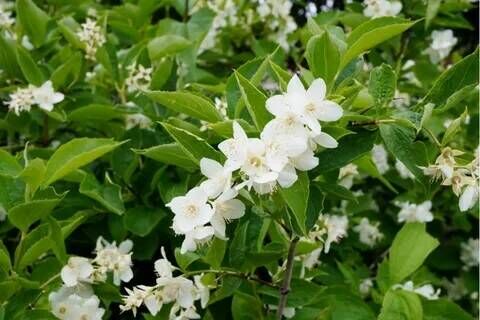 Чубушник венечный Снежки/Philadelphus coronarius Snejki 30-40 С3