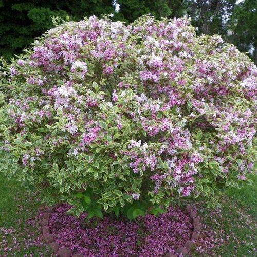 Вейгела цветущая Вариегата/Weigela florida Variegata 40-50 C4