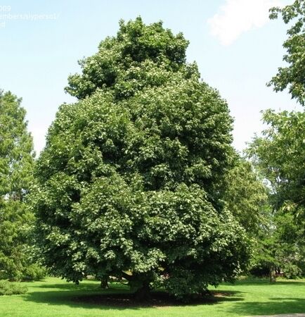 Клен остролистный (платанолистный)/Acer platanoides 200-300 С20