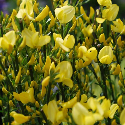 Ракитник ранний Оллголд/Cytisus praecox Allgold 30-40 С3