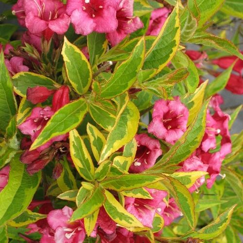 Вейгела цветущая Бригела/Weigela florida Вrigela PBR 40-50 C3