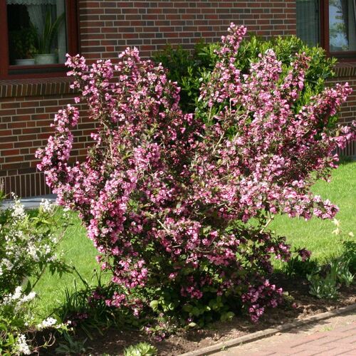 Вейгела цветущая Виктория/Weigela florida Victoria 40-50 C3