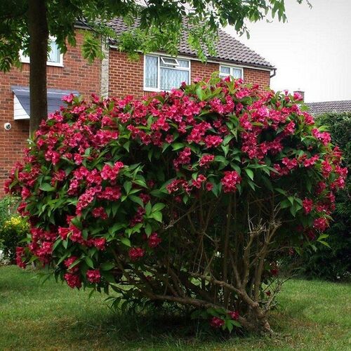 Вейгела гибридная Ева Ратке/Weigela hybrida Eva Rathke 30-40 C3