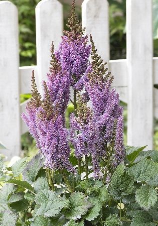 Астильба китайская Валерия/Astilbe chinensis Valerie С3