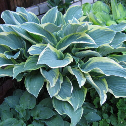 Хоста гибридная Регал Сплендор/Hosta hybrid Regal Splendour