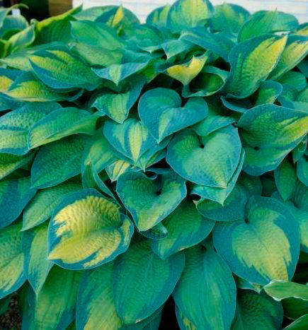 Хоста Форчуна Полс Глори/Hosta fortunei Paul's Glory