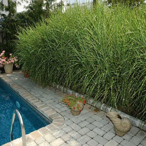 Мискантус китайский Зебринус/Miscanthus sinensis Zebrinus С2