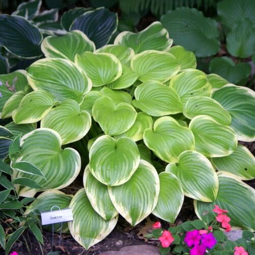 Хоста гибридная Фрагрант Букет/Hosta hybrida Fragrant Bouquet