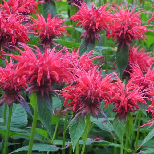 Монарда гибридная Кэмбридж Скарлет/Monarda hybrida Cambridge Scarlet Р1,5