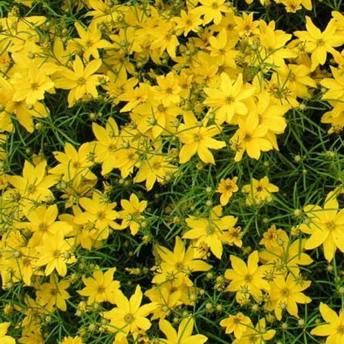Кореопсис мутовчатый Загреб/Coreopsis verticillata Zagreb Р1,5