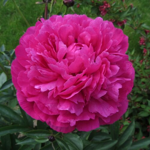 Пион молочноцветковый Луис Ван Хотт/Paeonia lactiflora Louis Van Houtte С3