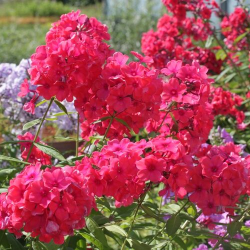 Флокс метельчатый Алина/Phlox paniculata Alina