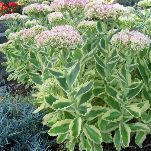 Очиток видный Элзиз Голд/Sedum spectabile Elsie's Gold