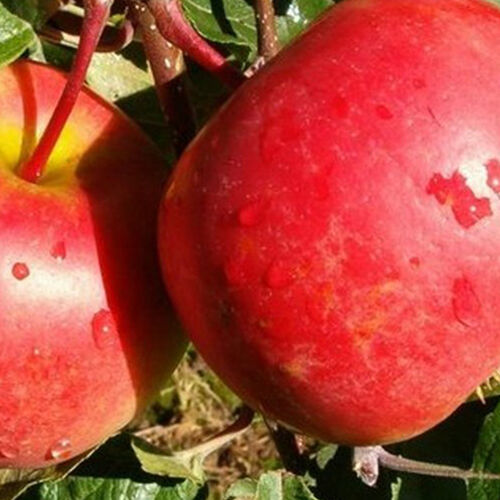 Яблоня Ред Фри (летняя) (Р)