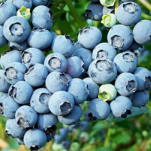 Голубика высокорослая Блюкроп/Vaccinium corymbosum Bluecrop (3-х летняя) (Р)