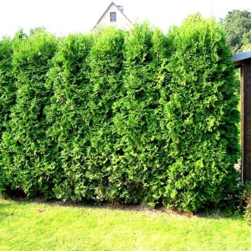 Туя западная Брабант/Thuja occidentalis Brabant 80-100 С15