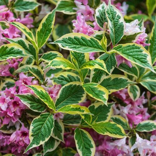 Вейгела пестролистная/Weigela variegata 30-40 С5 (Р)