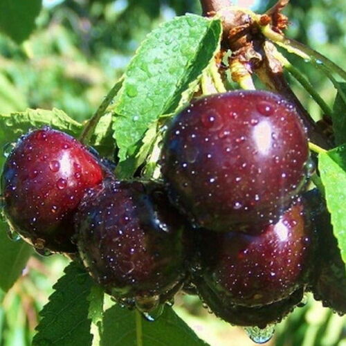 Вишня Бусинка (Р)
