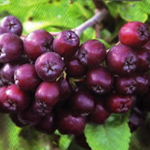 Рябина Ликерная (Р)