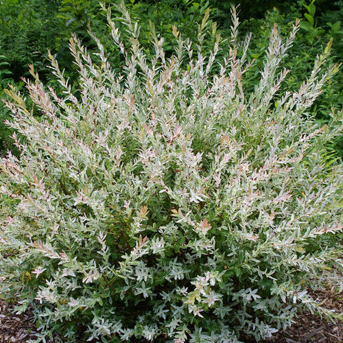 Ива цельнолистная Хакуро-Нишики/Salix integra Hakuro-Nishiki 40-60 C5 (Р)