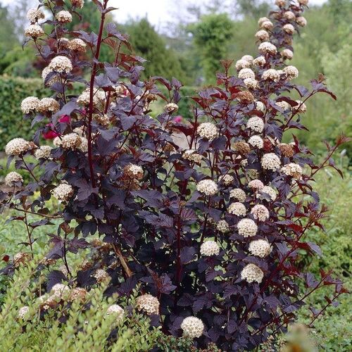 Пузыреплодник калинолистный Диаболо/Physocarpus opulifolius Diabоlо 40-60 С7,5