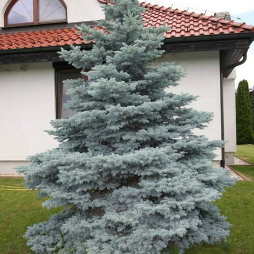 Ель колючая Мисти Блю/Picea pungens Misty Blue 40-60 С7,5