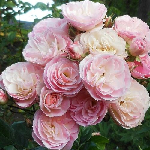 Роза шраб Букет Парфе/Bouquet Parfait С6
