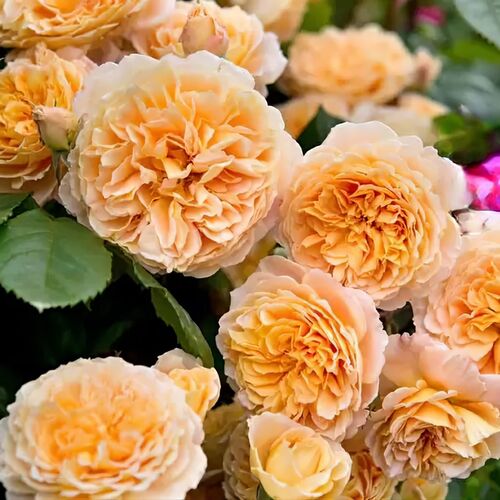 Роза шраб Краун Принцесса Маргарет/Crown Princess Margareta (Р)