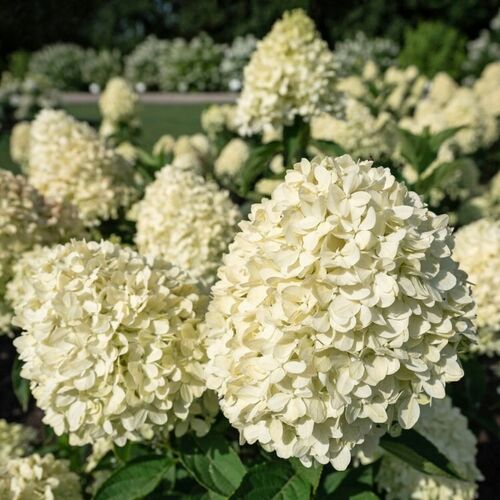 Гортензия метельчатая Коттон Крим/Hydrangea paniculata Cotton Cream 20-40 С7,5