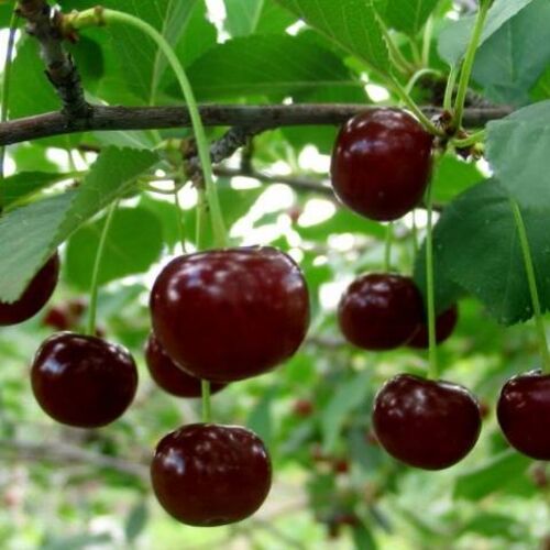 Вишня Загорьевская (Р)