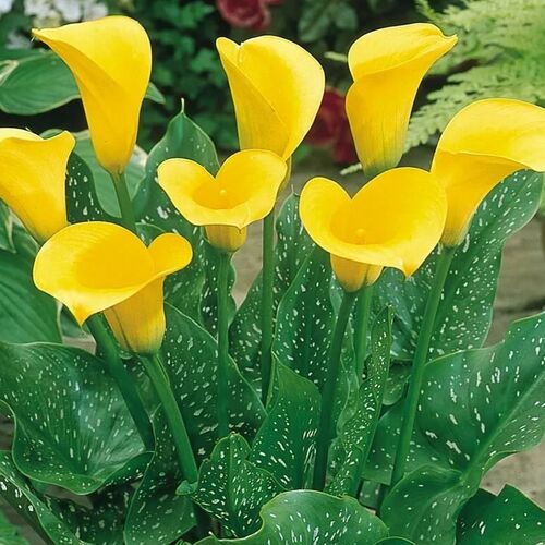 Калла Реманни Голд Краун /Calla rehmannii Gold Crown P2