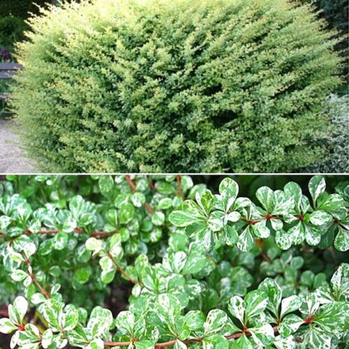 Барбарис Тунберга Корник/Berberis thunbergii Kornik 15-20 C2