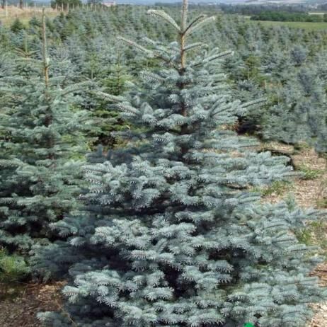 Ель колючая Глаука Кейбаб/Picea pungens Glauca Kaibab 30-40 С7,5