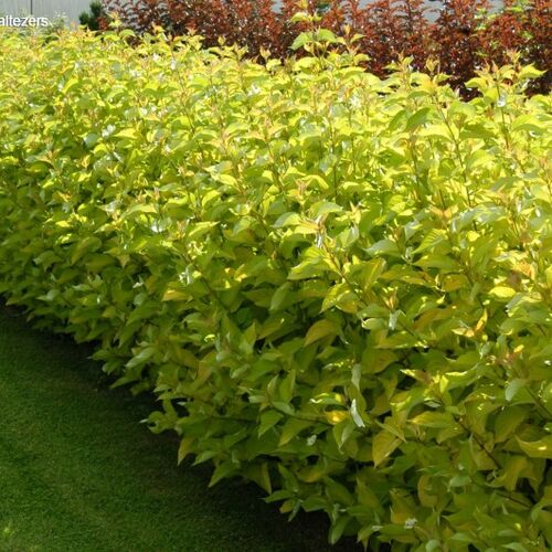 Дерен белый Аурея/Cornus alba Aurea 120-140 С5