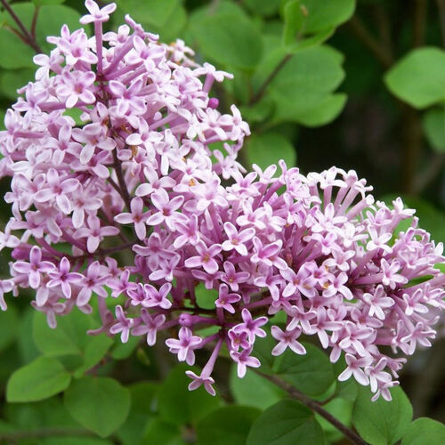 Сирень Мейера Палибин/Syringa meyeri Palibin 40-50 С10