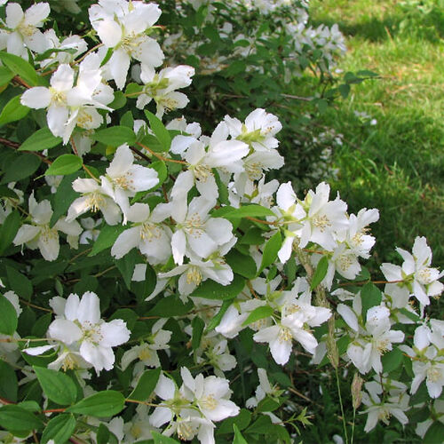 Чубушник мелколистный (земляничный)/Philadelphus microphyllus 100-120 С5