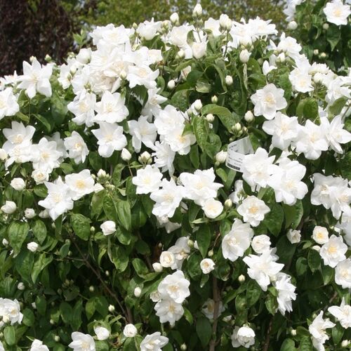 Чубушник Лемуана (гибридный) Пирамидаль/Philadelphus × lemoinei Pyramidal  С3