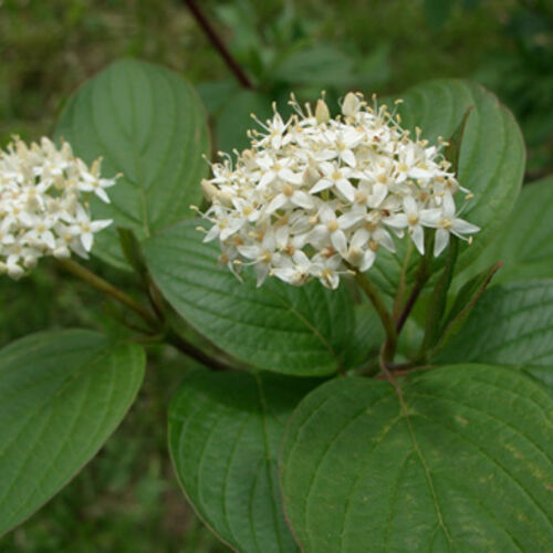 Дерен белый/Cornus alba 140-160 С5